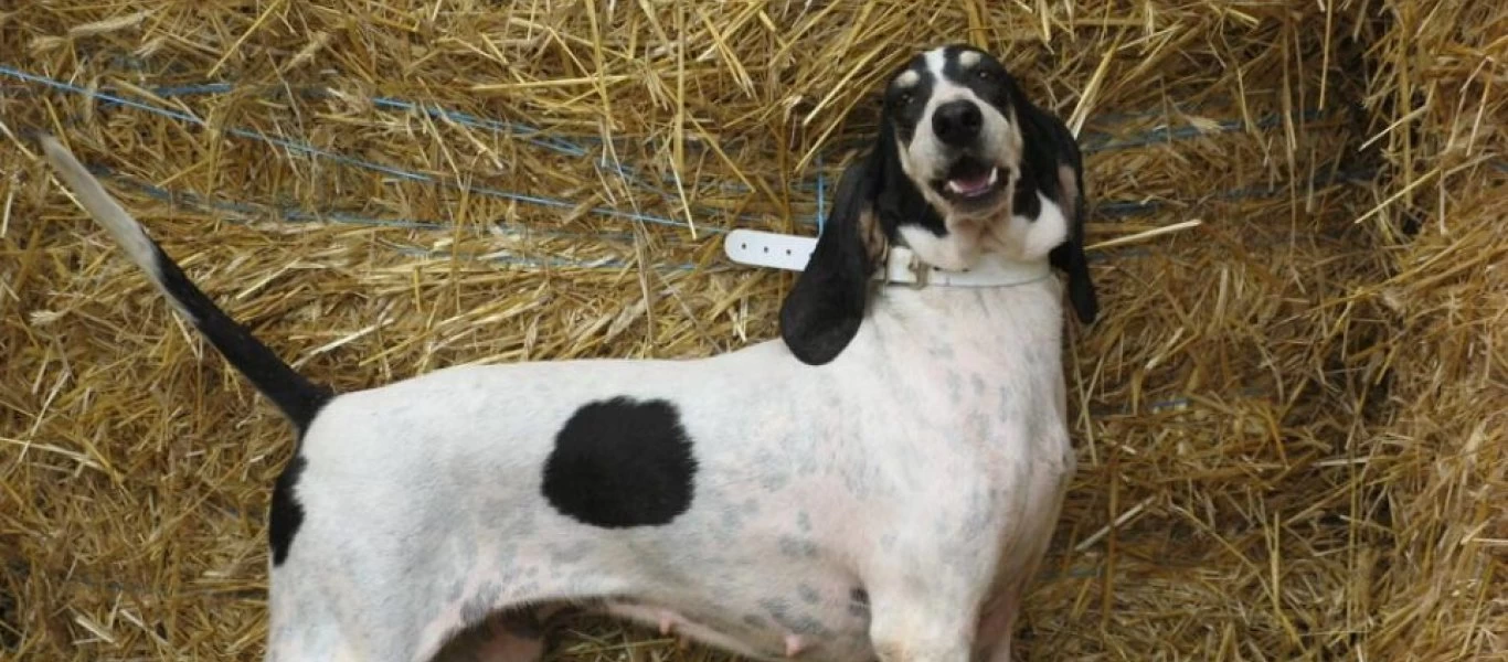 Ποινή φυλάκισης 8 ετών & 4 μηνών σε 67χρονο που πυροβόλησε δάσκαλο & τον άφησε ανάπηρο για έναν σκύλο σπάνιας ράτσας